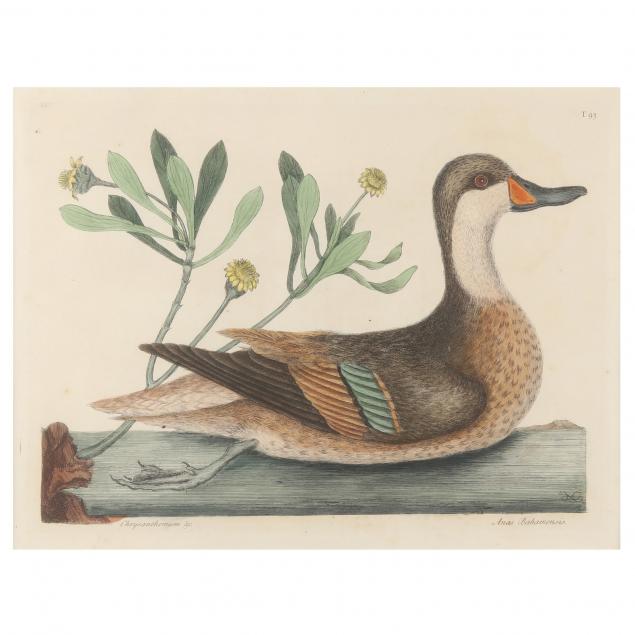 mark-catesby-british-1679-1749-three-prints-from-i-the-natural-history-of-carolina-florida-and-the-bahama-islands-i