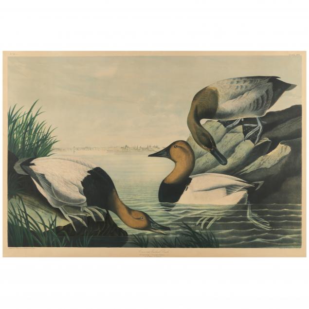 after-john-james-audubon-american-1785-1851-i-canvas-backed-duck-fuligula-vallisneria-i-bien-edition