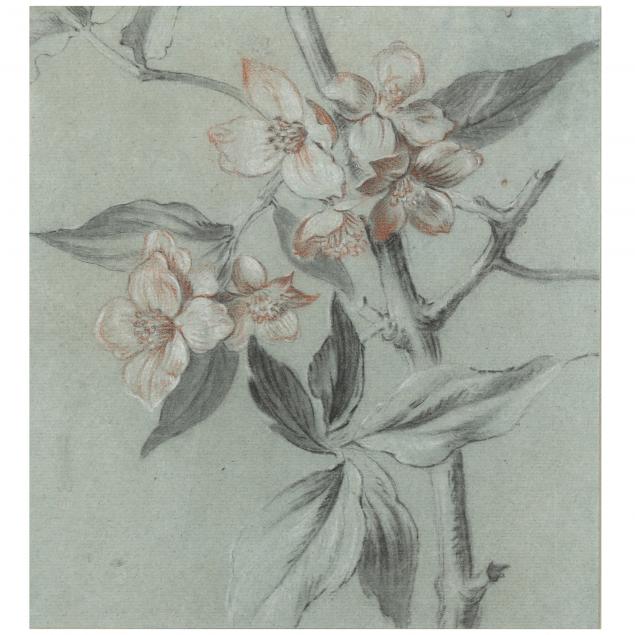 french-school-19th-century-botanical-sketch