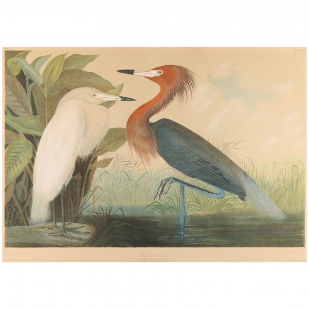 after-john-james-audubon-american-1785-1851-i-reddish-egret-ardea-rufescens-i-bien-edition