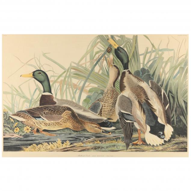 after-john-james-audubon-american-1785-1851-mallard-duck-anas-boschas-reproduction