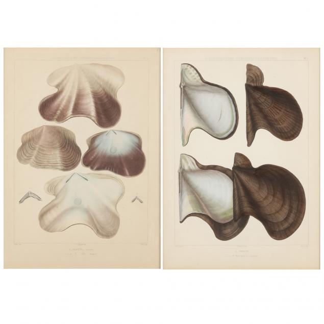 two-nineteenth-century-naturalist-engravings-of-shells