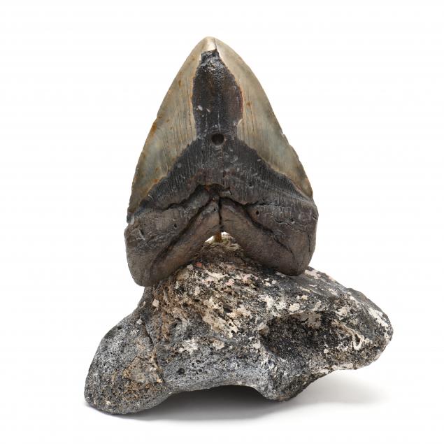 huge-megalodon-tooth-from-the-mouth-of-a-monster