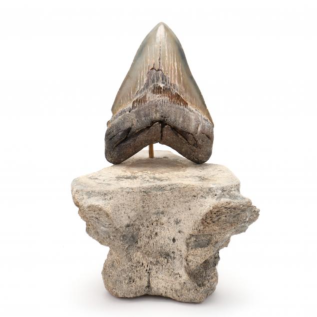 large-megalodon-tooth-found-off-north-carolina-coast