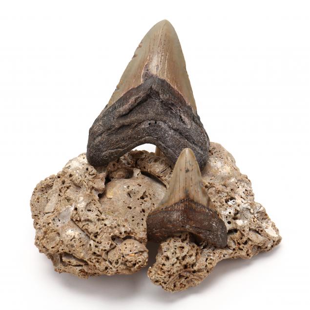 two-colorful-megalodon-teeth