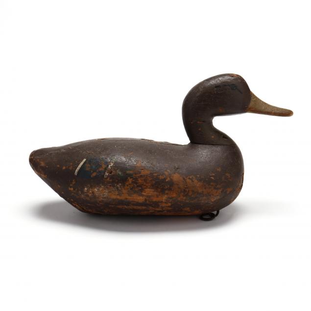eastern-shore-virginia-black-duck