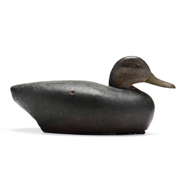 ted-mulliken-black-duck