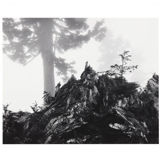 ansel-adams-american-1902-1984-i-tree-stump-and-mist-northern-cascades-washington-i