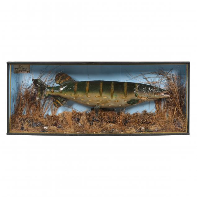 vintage-english-diorama-featuring-a-trophy-pike