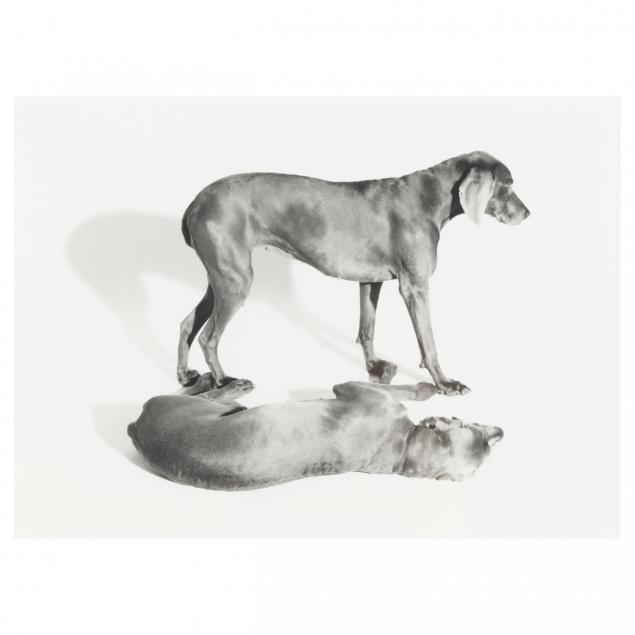 william-wegman-american-b-1943-i-3-d-shadow-i