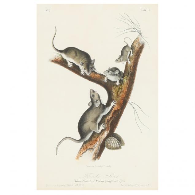 after-john-james-audubon-american-1785-1851-i-florida-rat-i