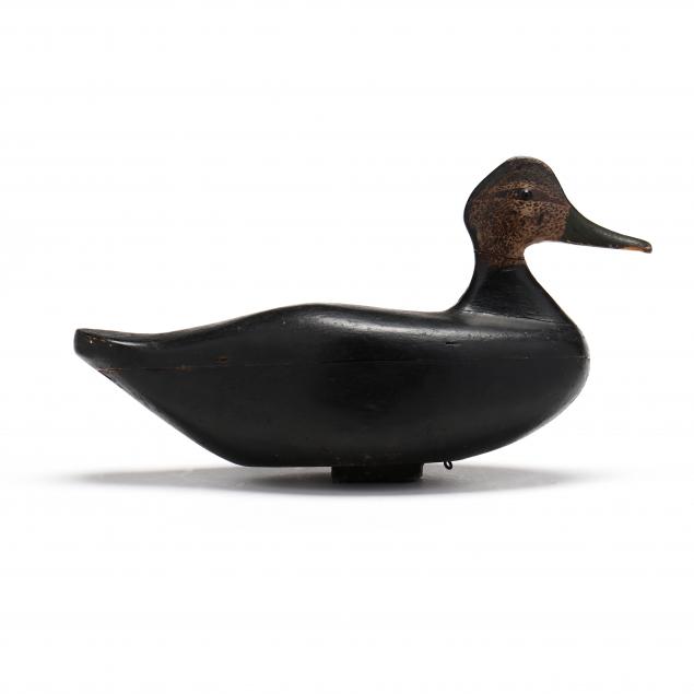 new-jersey-black-duck