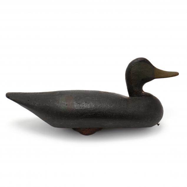 ned-burgess-black-duck