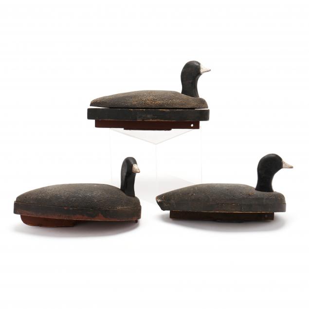 will-kight-trio-of-coots