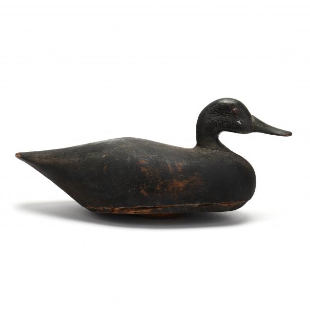 tom-robinson-black-duck