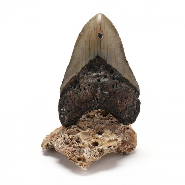 large-north-carolina-megalodon-tooth-found-in-2021