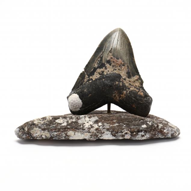 large-north-carolina-megalodon-tooth-found-in-2021