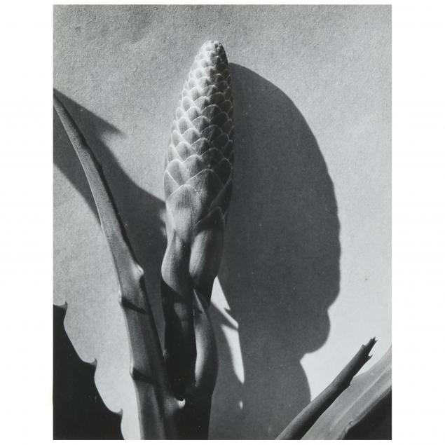 imogen-cunningham-american-1883-1976-i-aloe-i