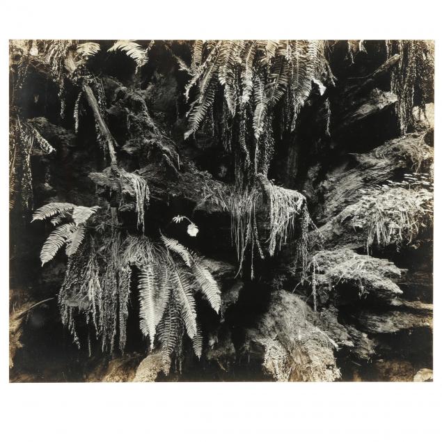 edward-weston-american-1886-1958-i-fern-in-the-redwoods-i