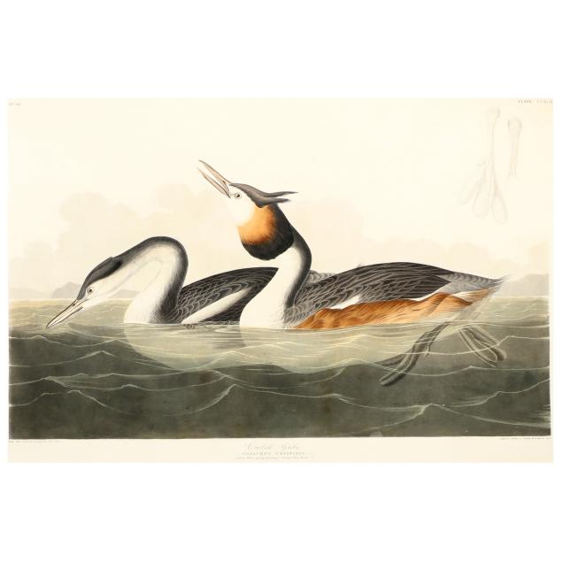 john-james-audubon-american-1785-1851-i-crested-grebe-i-havell-edition