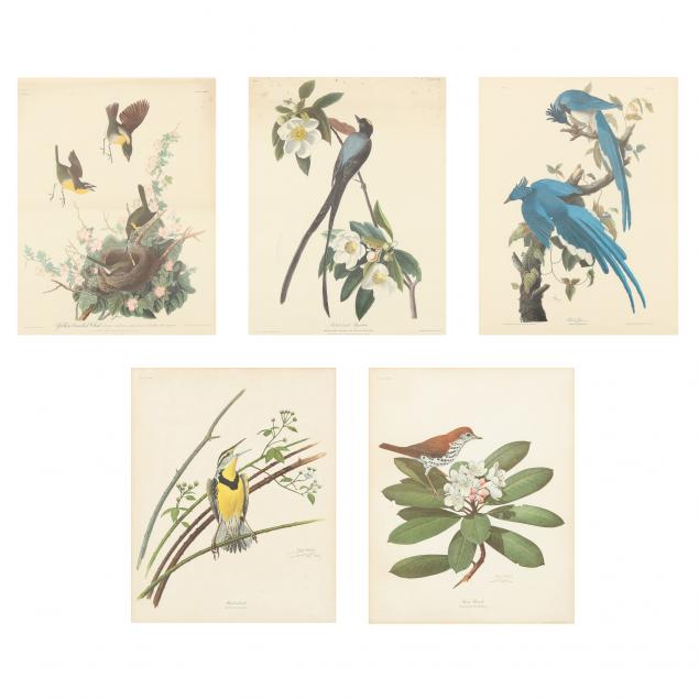 five-framed-ornithological-prints