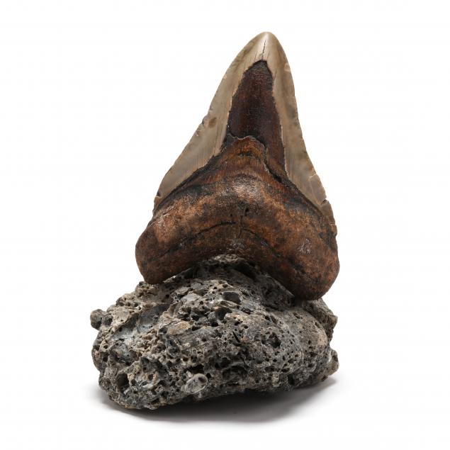 north-carolina-megalodon-tooth-found-in-2021