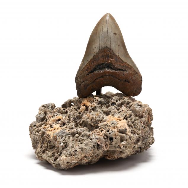 north-carolina-megalodon-tooth-found-in-2021
