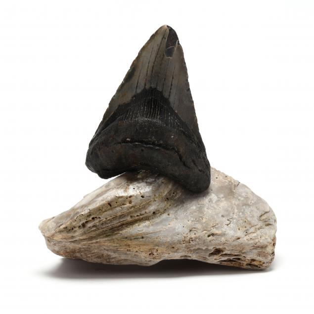 north-carolina-megalodon-tooth-found-in-2021
