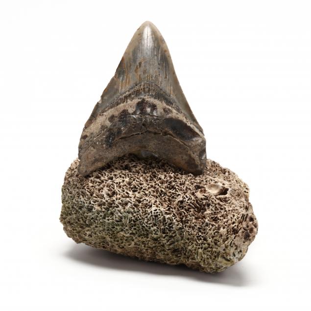 north-carolina-megalodon-tooth-found-in-2021