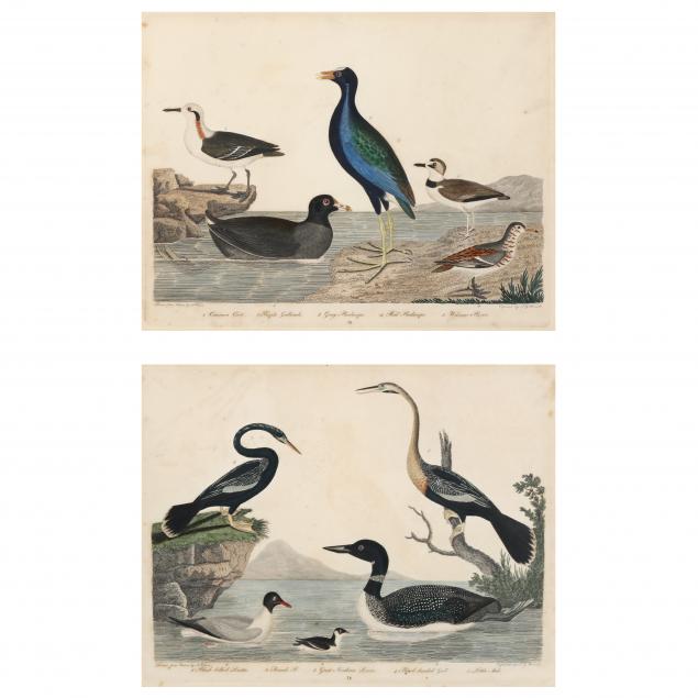 two-antique-prints-from-alexander-wilson-s-i-american-ornithology-i