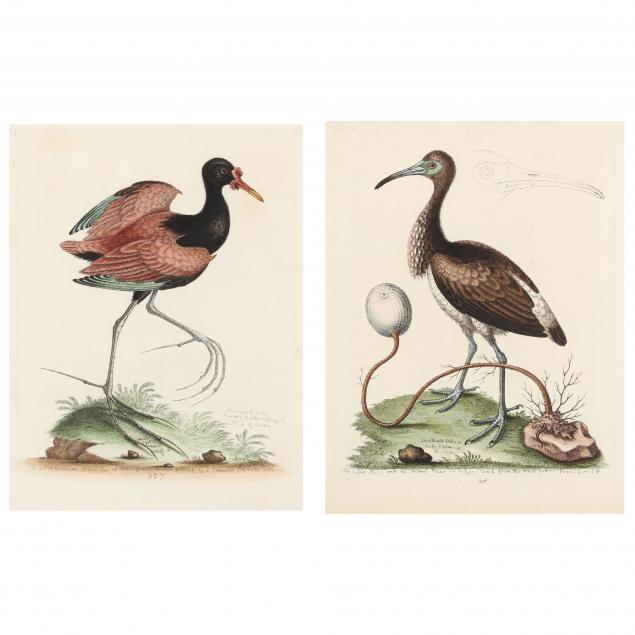 george-edwards-british-1694-1773-two-water-bird-engravings
