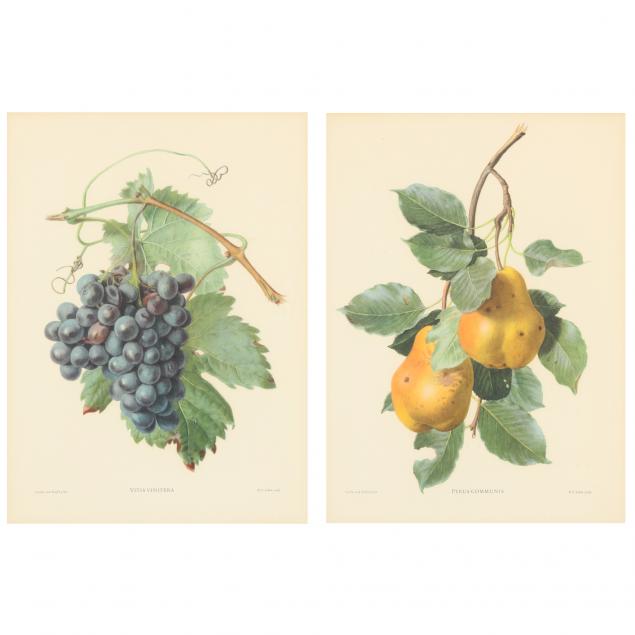 pair-of-framed-botanical-fruit-prints