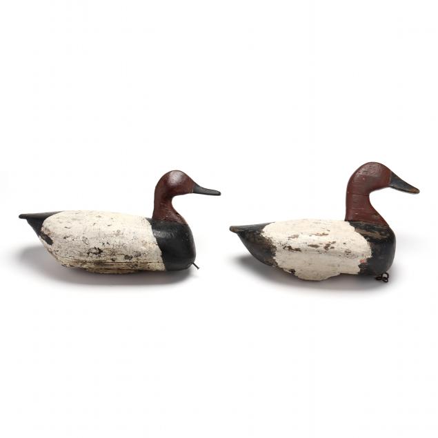 churches-island-nc-pair-of-canvasbacks