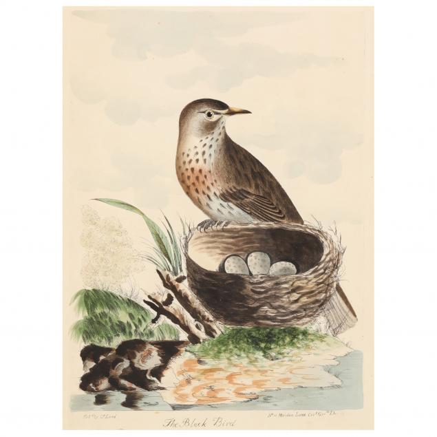 thomas-lord-british-1755-1832-i-the-black-bird-blackbird-i