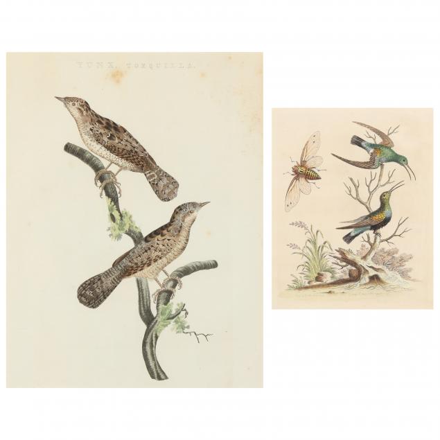 two-antique-ornithological-engravings-sep-nozeman-and-george-edwards