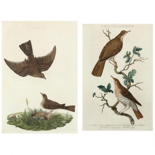 cornelius-nozeman-dutch-1712-1786-two-ornithological-engravings-from-i-nederlandsche-vogelen-i