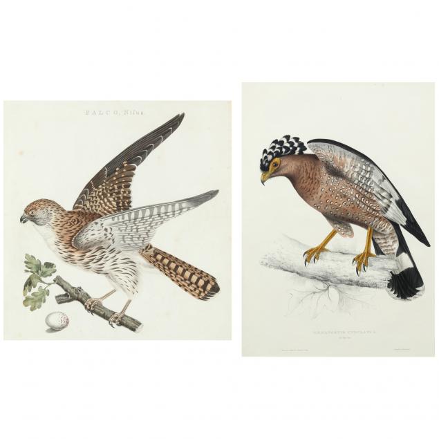 two-antique-ornithological-prints-gould-and-nozeman