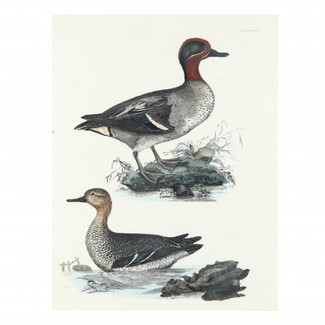 antique-waterfowl-engraving-with-male-and-female-teal