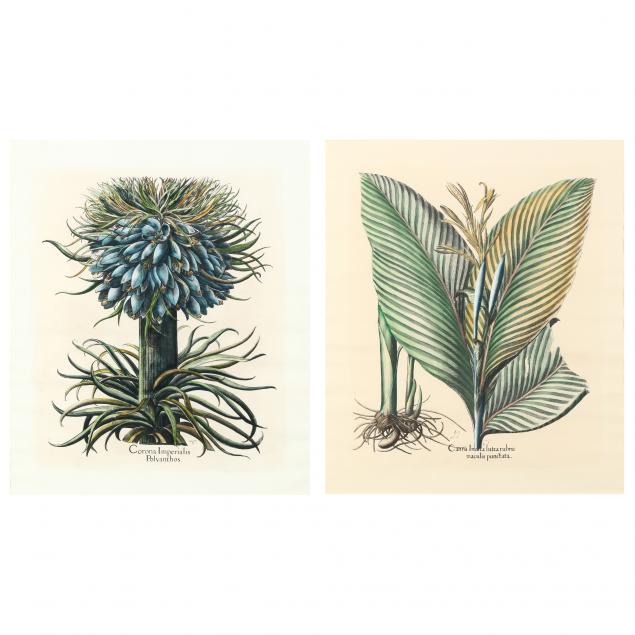 after-basilius-besler-german-1561-1629-two-botanical-prints-from-i-hortus-eystettensis-i