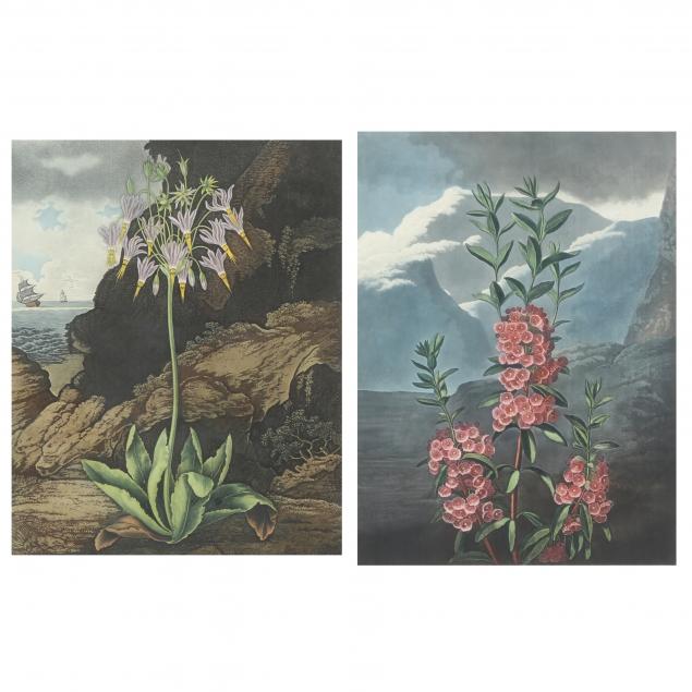 two-antique-botanical-prints-from-dr-robert-john-thornton-s-i-the-temple-of-flora-i