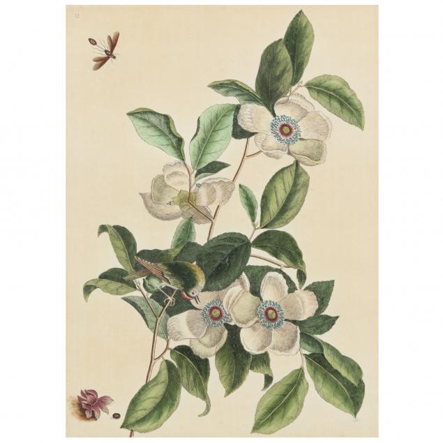 mark-catesby-english-1683-1749-i-silky-camellia-and-ruby-crowned-kinglet-i