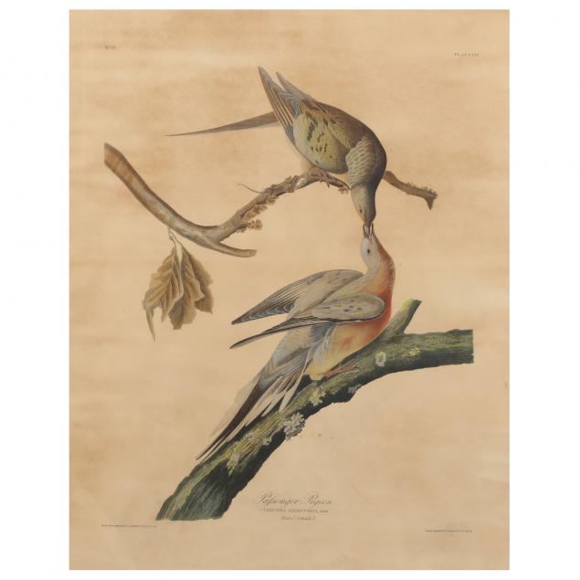 after-john-james-audubon-american-1785-1851-passenger-pigeon