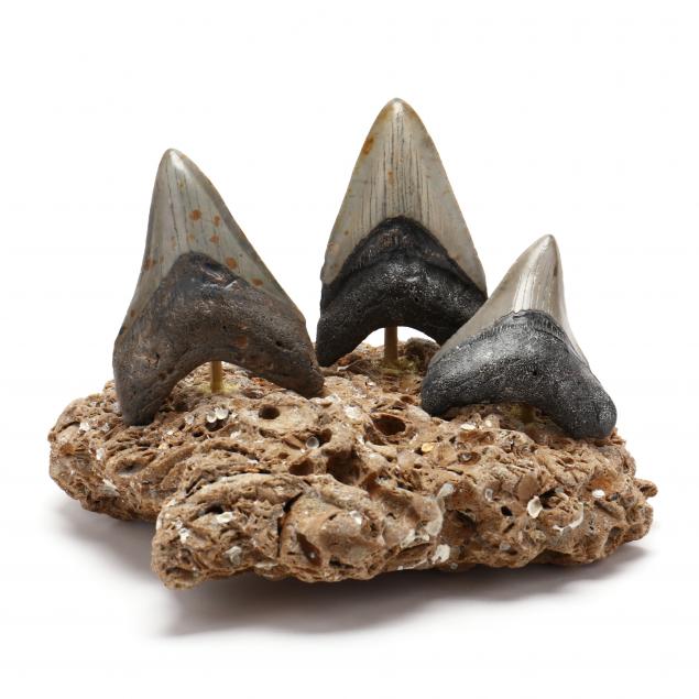 natural-display-of-three-mid-sized-north-carolina-megalodon-teeth
