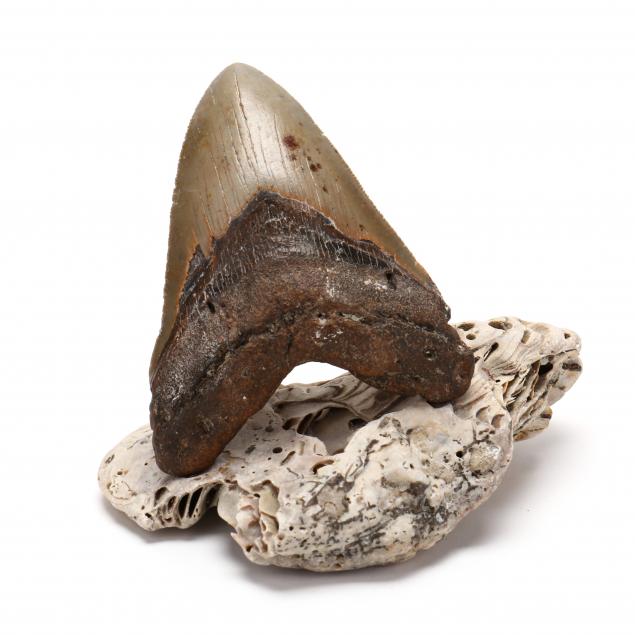 4-13-16-in-north-carolina-fossilized-megalodon-tooth