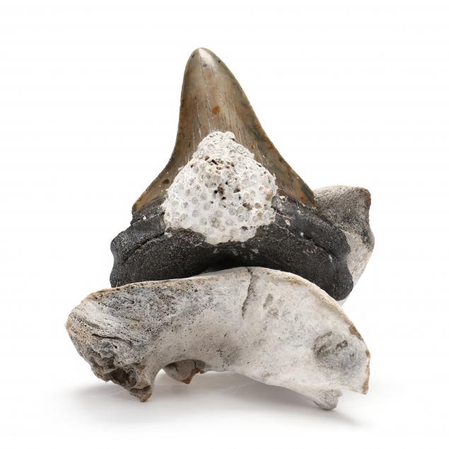 4-1-2-in-north-carolina-megalodon-tooth-on-stand