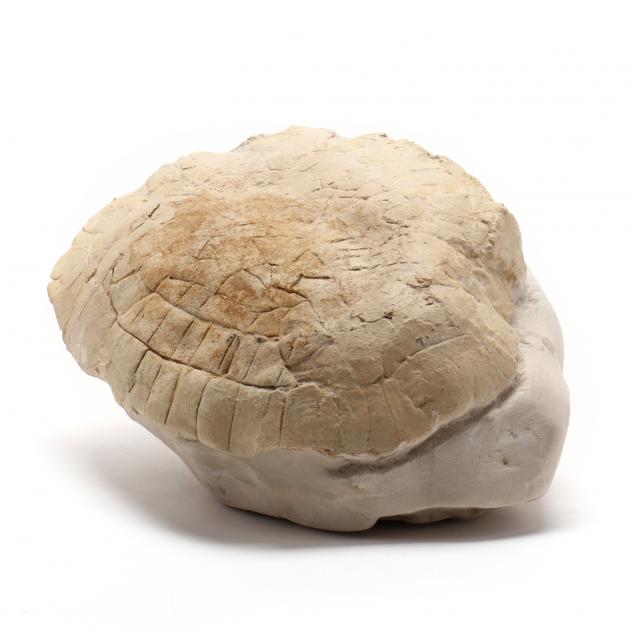 fossilized-turtle-shell