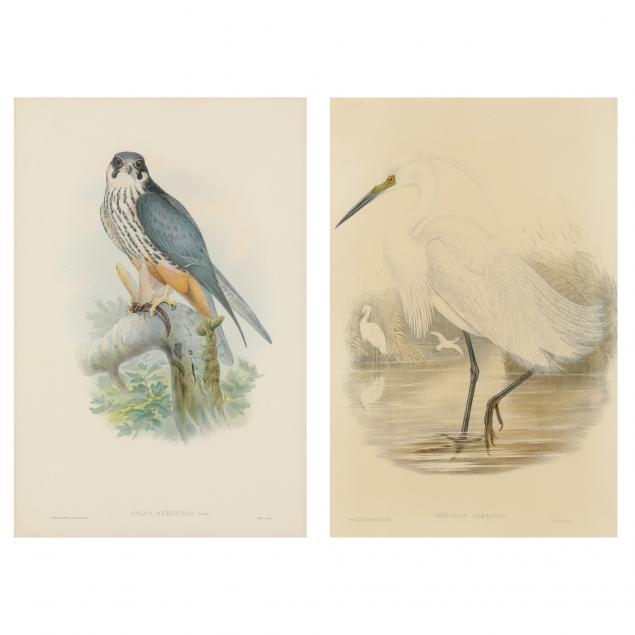 two-antique-ornithological-prints-from-john-gould-s-i-birds-of-great-britain-i