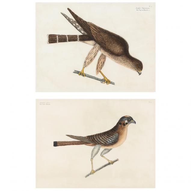 mark-catesby-british-1679-1749-two-hawk-prints-from-i-the-natural-history-of-carolina-florida-and-the-bahama-islands-1731-1743-i