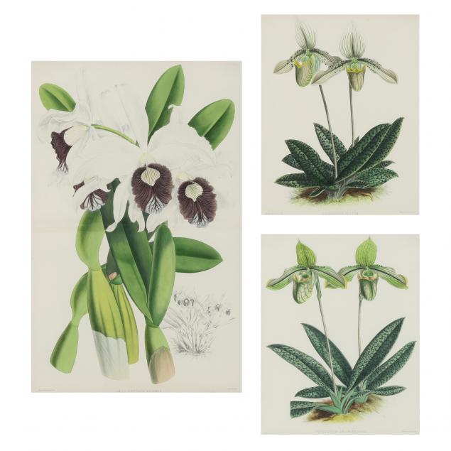 three-antique-botanical-lithographs-from-warner-and-williams-i-select-orchidaceous-plants-i