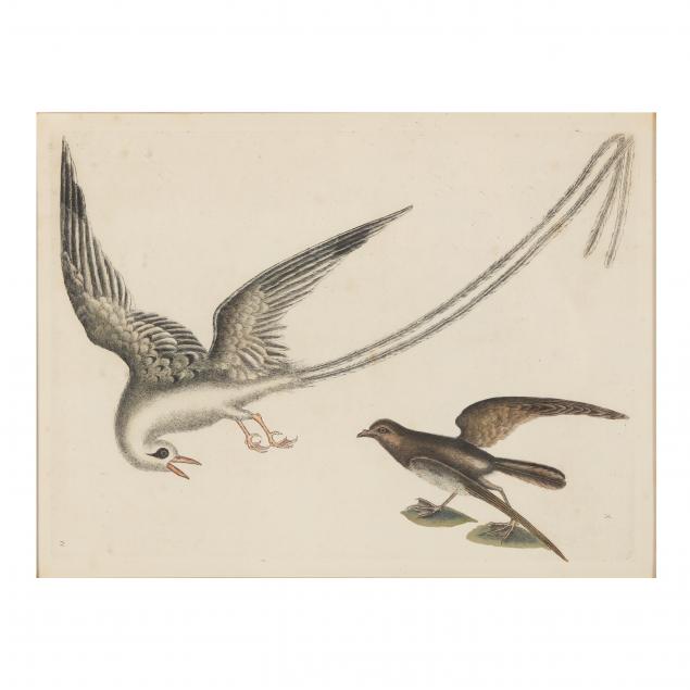 mark-catesby-british-1679-1749-i-red-billed-tropic-bird-and-storm-petrel-i